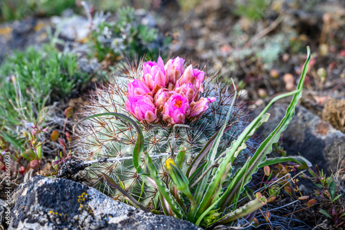 Pink flower blooming on a Hedgehog Cactus, wildflower native to the dry shrub-steppe environment in Central Washington
 photo