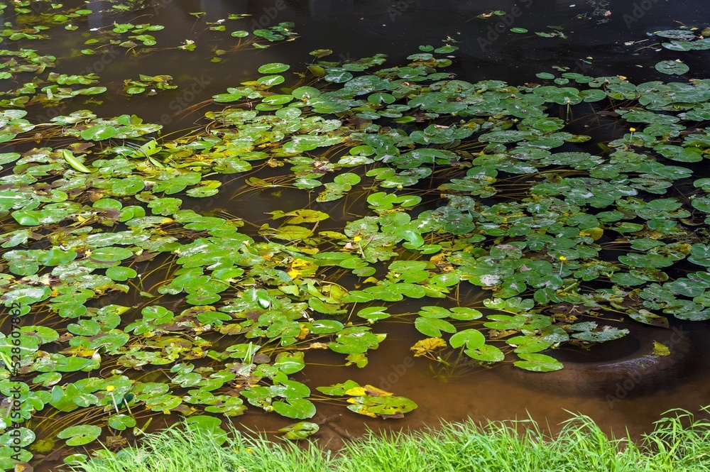 Naklejka premium The leaves of water lilies float in the river