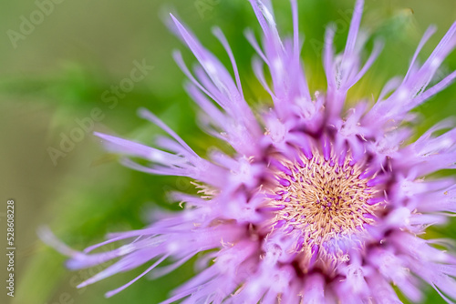 Macro selective focus on the bloom of a creeping Canadian thistle.