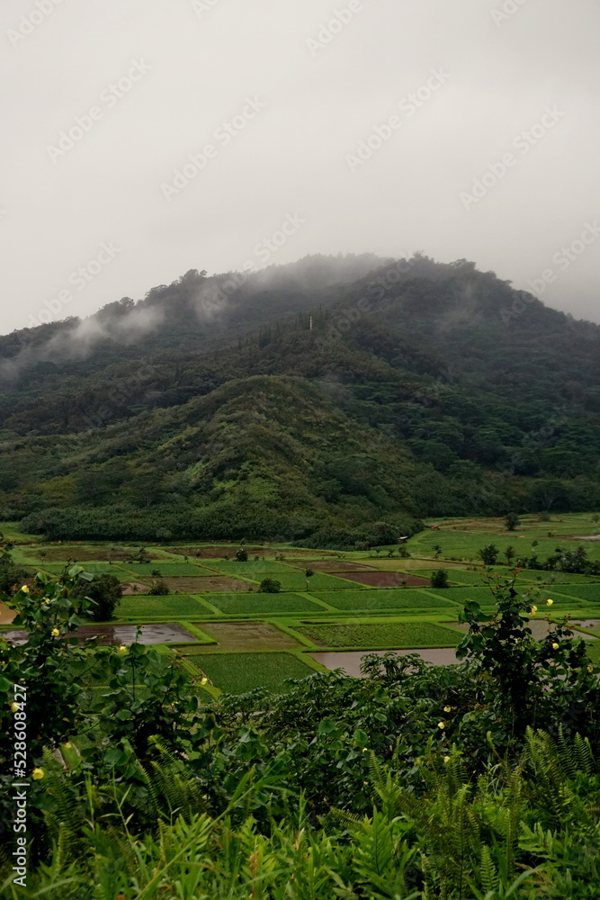 Naklejka premium Taro fields in East Kauai Hawaii