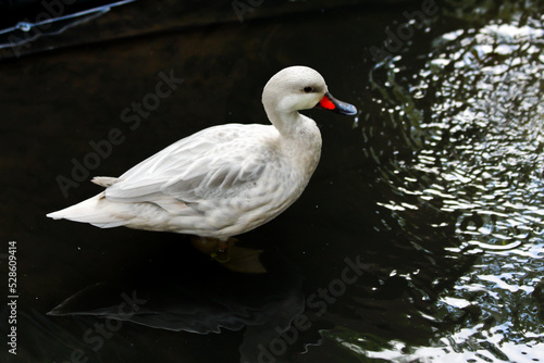 A white duck in a pool