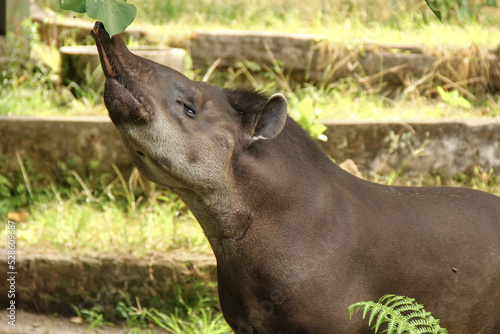 South American Tapir sniffing leaves