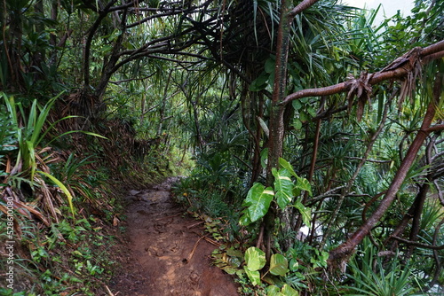 Path in a tropical forest
