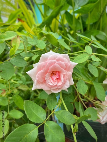 Pink roses in garden