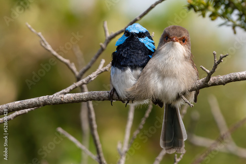 Male and female superb fairywren (Malurus cyaneus) cuddling together on a branch. Cute Australian bird portrait.