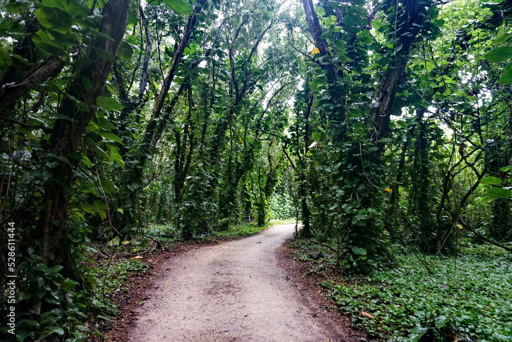 Fototapeta premium path in the tropical forest
