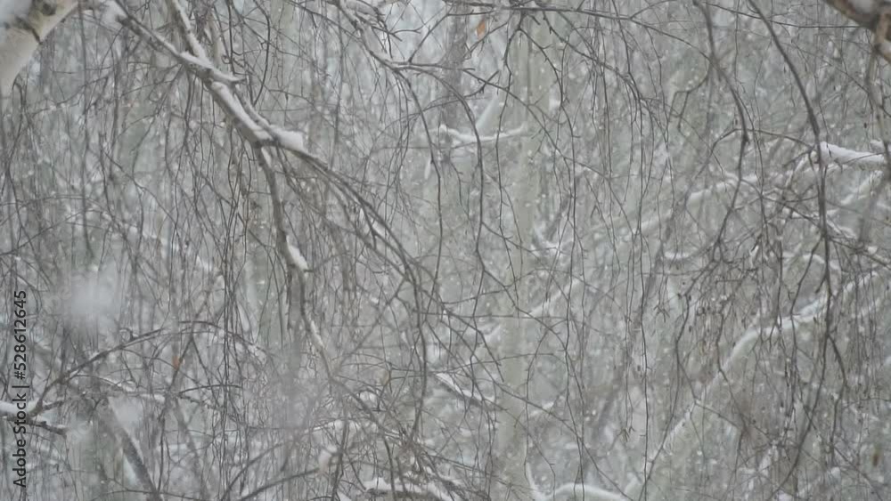 Falling snow among the birch branches. Slow motion Falling snow among the birch branches. Slow motion