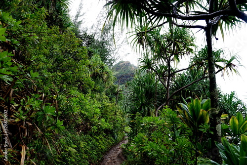 Tropical jungle path at the Napali coast Kauai Hawaii