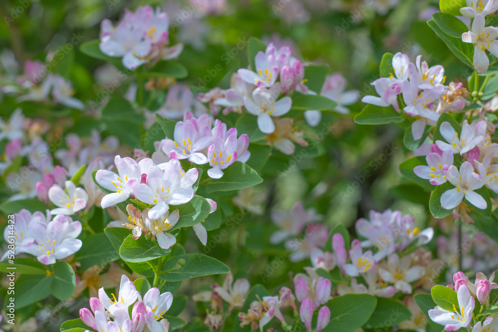Close up view of pink and white blossoming flowers and green leaves Close up view of pink and white blossoming flowers and green leaves