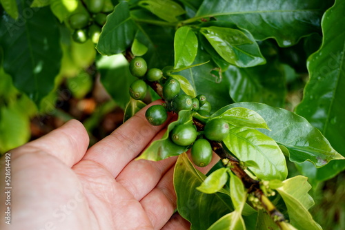 Coffee berries on branch
