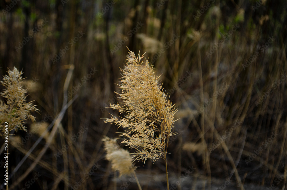 Withered bulrush. Dry bulrush on dark autumn background. Withered bulrush. Dry bulrush on dark autumn background.