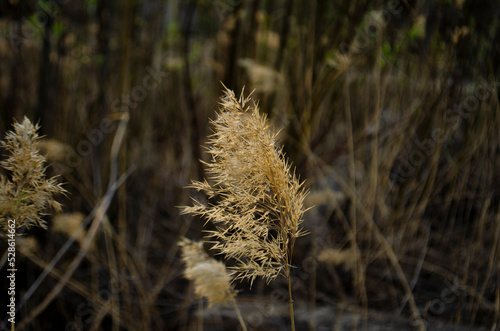 Withered bulrush. Dry bulrush on dark autumn background. 