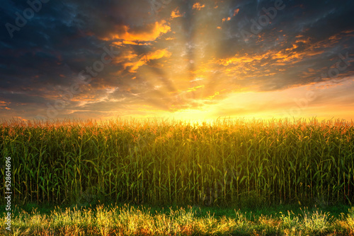 green corn field in agricultural garden and light shines sunset. Beautiful sunset over corn field. Panorama corn field sunset. agricultural plantation in the sunset animal feed agricultural industry.