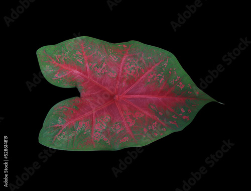 Caladium or Caladium Bicolor Vent leaf. Close up exotic green and red leaves isolated on black background.