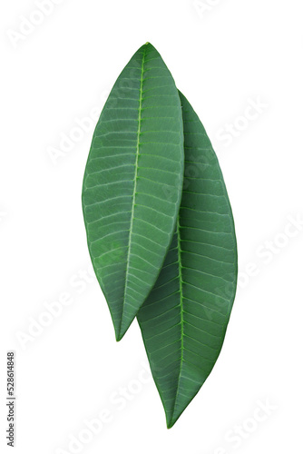 Plumeria or Frangipani or Temple tree leaves. Close up green leaf of plumeria isolated on white background. Top view exotic green leaves of frangipani.