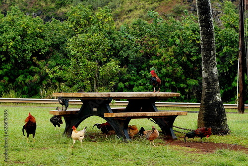 Chickens on the table in Hawaii
