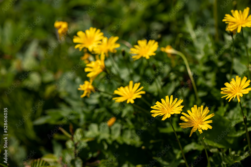 Aposeris foetida flower in meadow, close up Aposeris foetida flower in meadow, close up