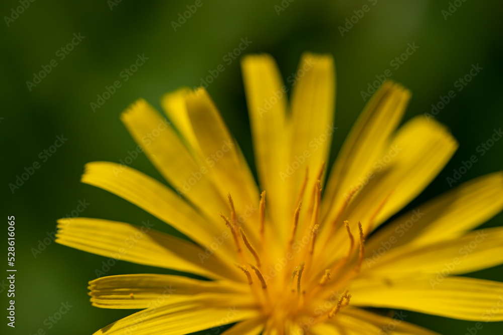 Aposeris foetida flower in meadow, close up