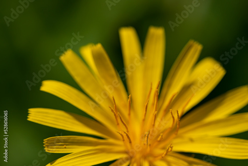 Aposeris foetida flower in meadow, close up