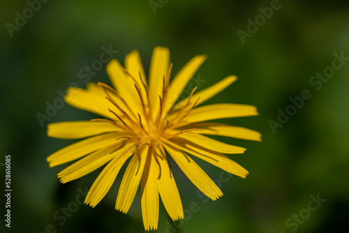 Aposeris foetida flower in meadow  close up