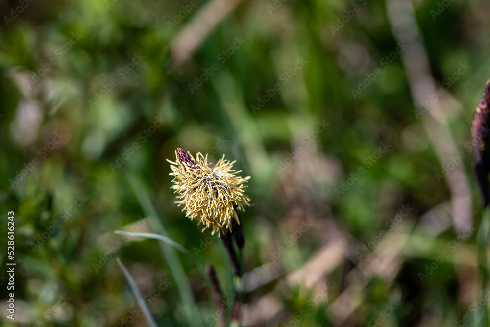Carex caryophyllea flower growing in meadow, close up	