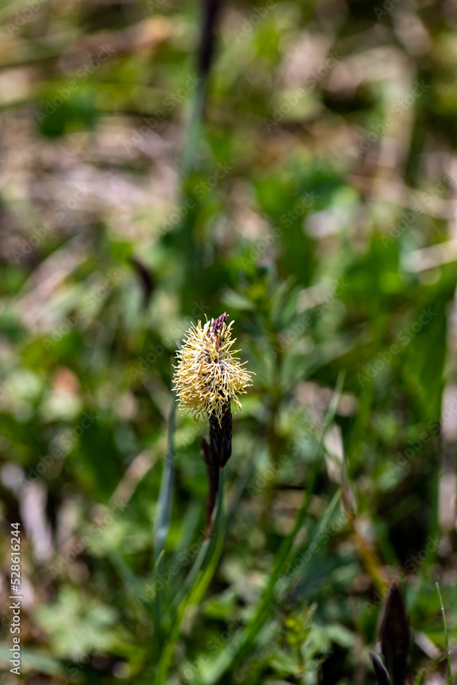 Carex caryophyllea flower growing in meadow, close up Carex caryophyllea flower growing in meadow, close up