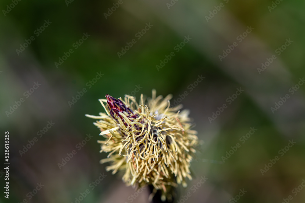 Carex caryophyllea flower growing in meadow, close up Carex caryophyllea flower growing in meadow, close up