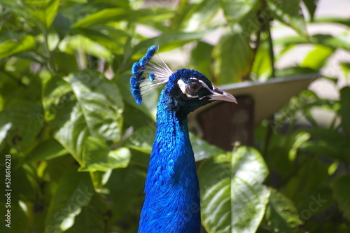 Wallpaper Mural close up of peacock Torontodigital.ca