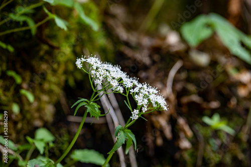 Valeriana tripteris flower growing in meadow, close up	 photo