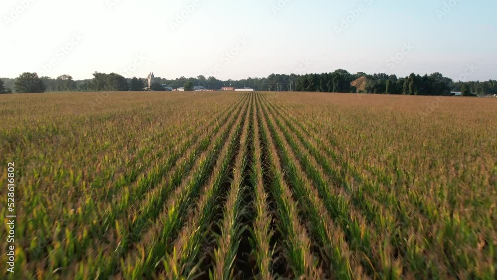 A low angle view of long rows of corn on a farm during a bright sunrise. The drone camera dolly in just over the corn then slowly boom up over a tractor-trailer at the end of the cornfield. A low angle view of long rows of corn on a farm during a bright sunrise. The drone camera dolly in just over the corn then slowly boom up over a tractor-trailer at the end of the cornfield.