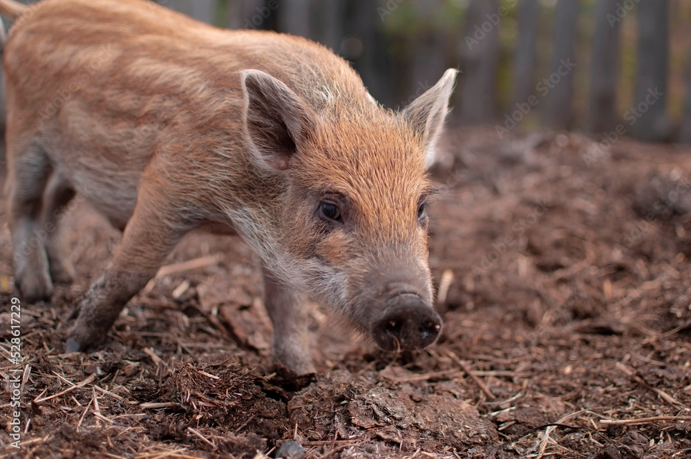 Little piglets in a pasture at a remote livestock station. Dwarf pig, pig face and eyes. Wild piglets in the zoo. The concept of funny animals. Postcards. Home farming. Mangalitsa piglet Little piglets in a pasture at a remote livestock station. Dwarf pig, pig face and eyes. Wild piglets in the zoo. The concept of funny animals. Postcards. Home farming. Mangalitsa piglet