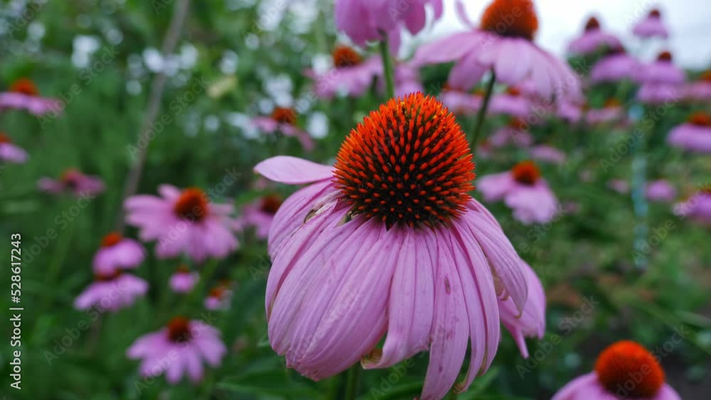 Beautiful Field Of Coneflower With Pink Petals In The Garden. - close up Beautiful Field Of Coneflower With Pink Petals In The Garden. - close up