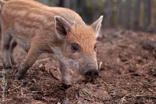 Little piglets in a pasture at a remote livestock station. Dwarf pig, pig face and eyes. Wild piglets in the zoo. The concept of funny animals. Postcards. Home farming. Mangalitsa piglet © Inna