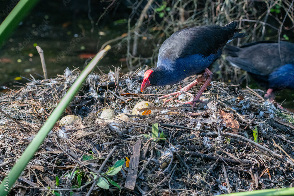 Obraz premium a pukeko eating swan eggs