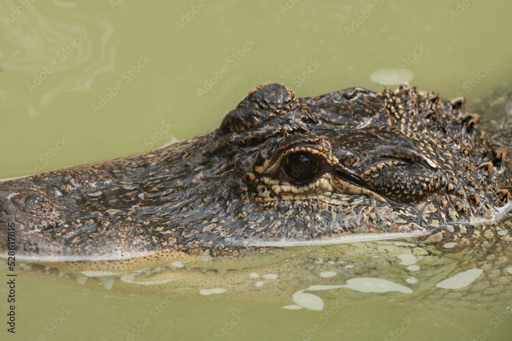 Closeup of an American Alligator head in the Water with Eye Watching, Selective Focus Closeup of an American Alligator head in the Water with Eye Watching, Selective Focus