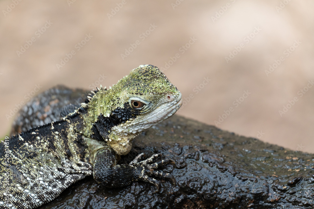 Water Dragon Sitting on a Wet Branch with Selective Focus and Copy Space Water Dragon Sitting on a Wet Branch with Selective Focus and Copy Space
