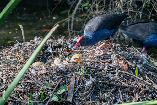 a pukeko eating swan eggs