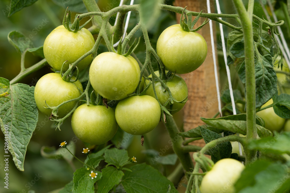 Tomato plants in greenhouse Green tomatoes plantation. Organic farming, young tomato plants growth in greenhouse