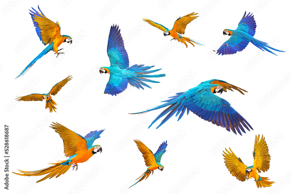 Naklejka premium Set of Blue and gold macaw parrot isolated on white background.
