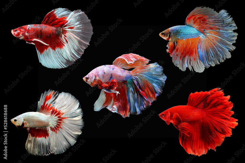 Set of Betta fish, Siamese fighting fish isolated on black background, Colorful animal