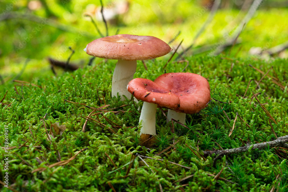 Russula paludosa - red forest mushroom. It is edible. Yet it may easily be mistaken for Russula emetica, which is poisonous and Russula nobilis Russula paludosa - red forest mushroom. It is edible. Yet it may easily be mistaken for Russula emetica, which is poisonous and Russula nobilis
