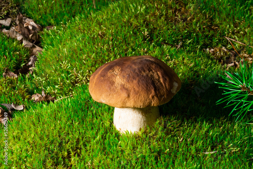 Beautiful boletus edulis mushroom in amazing green moss. Background of old magic forest mushrooms. White mushroom on a sunny day