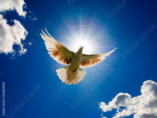 Fotobehang dove of peace