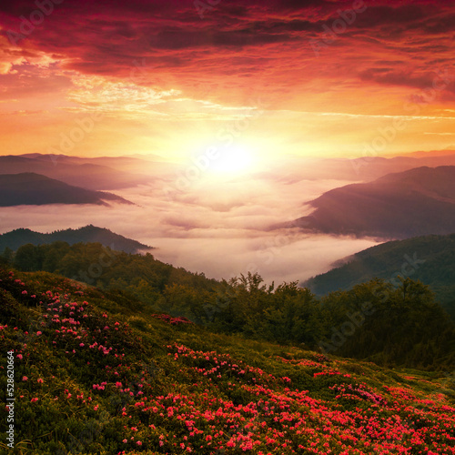 Canvas Print blooming pink rhododendrons flowers, morning nature scenery, awesome sunset land