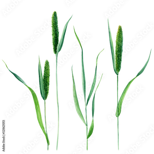 Timothy grass set, hand drawn watercolor illustration isolated on white