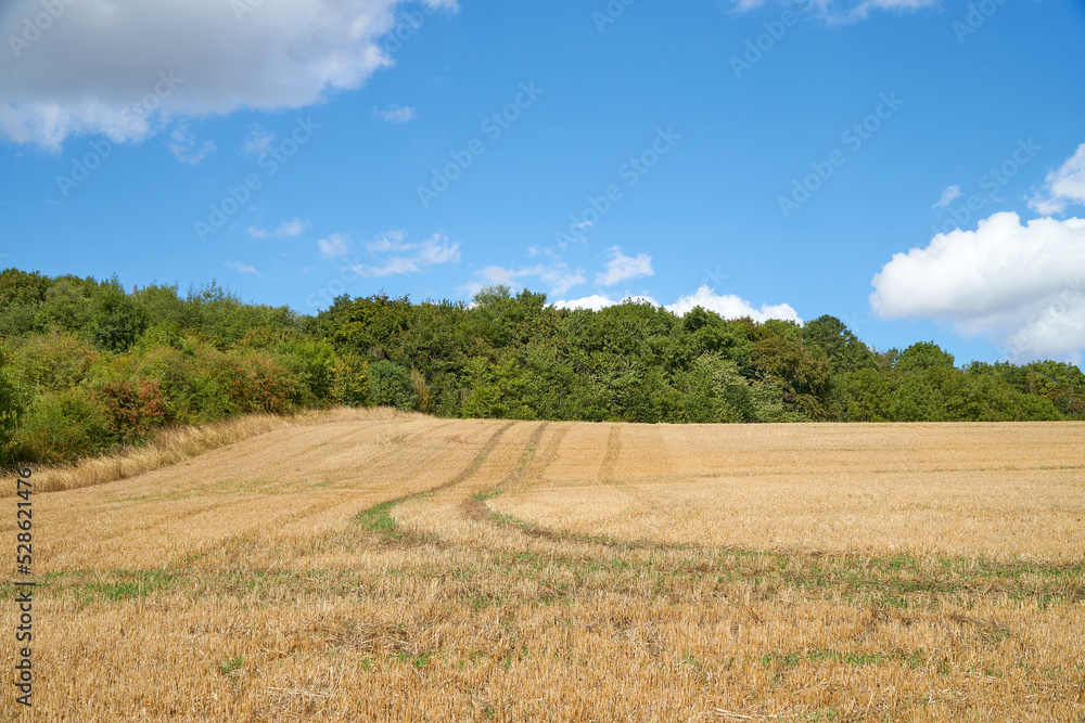 Harvested crop field with tractor marks