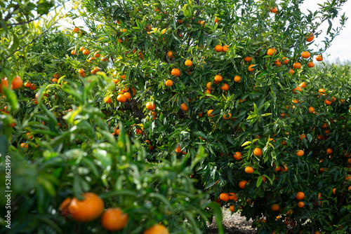 Ripe mandarins on trees at fruit plantation