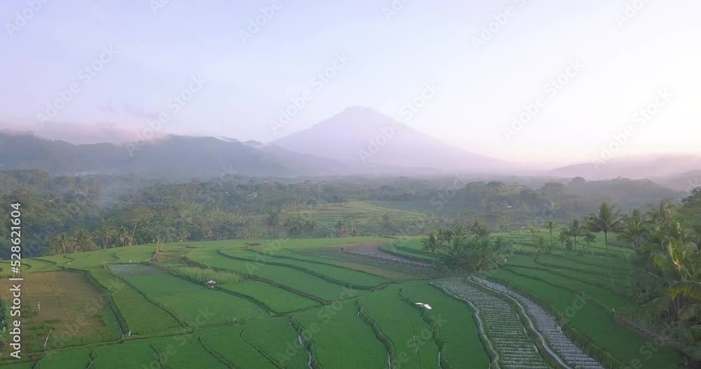 beautiful green rice field with mountain on the background, central java, Indonesia. birds flying on the sky. 4k Vides. beautiful green rice field with mountain on the background, central java, Indonesia. birds flying on the sky. 4k Vides.