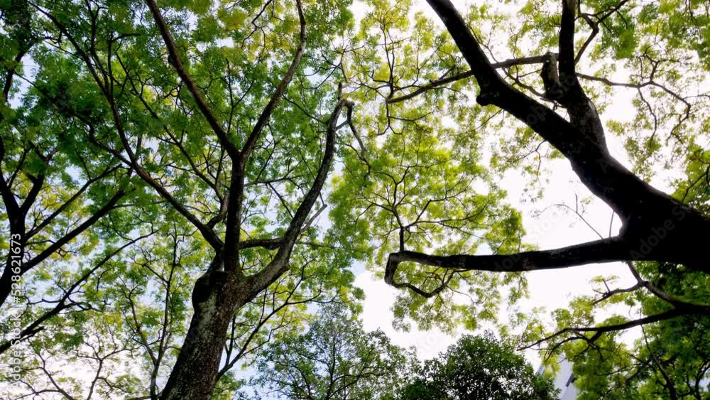 Camera positioned high up recording tree branches and foliage with blue sky. Camera positioned high up recording tree branches and foliage with blue sky.