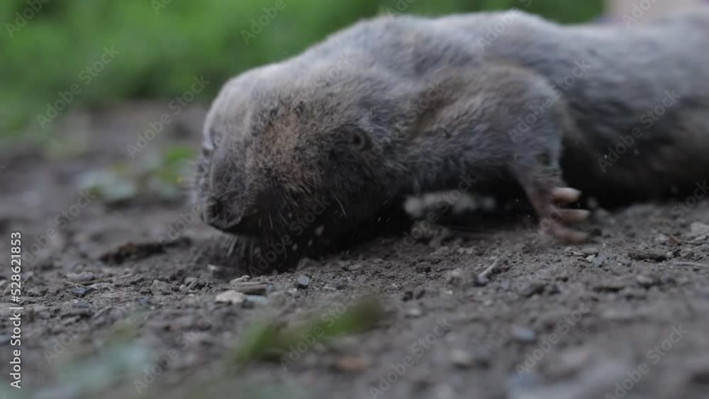 Spalax microphthalmus, blind mole on the grass , rodents pests Spalax microphthalmus, blind mole on the grass , rodents pests